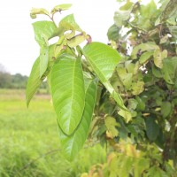 Combretum acuminatum Roxb.